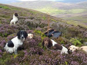 Pictures of some of the dogs