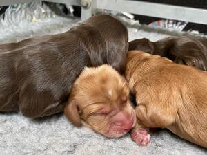 NEW LITTER SIRED BY OAKES 2023