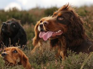 OAKES AND FRIENDS