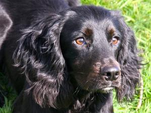 PROVEN STUD WITH MANY PERFECT LITTERS