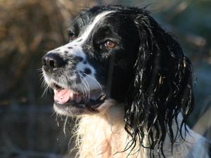 Producing amazing puppies