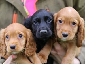 PROVEN STUD WITH GORGEOUS LITTERS