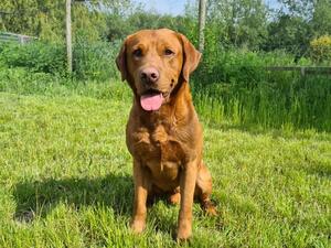 Producing beautiful & healthy puppies