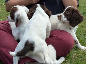 TIM PUPPIES