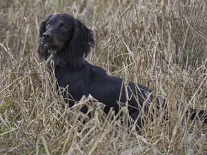 GORGEOUS BLACK AND SLIGHT TAN