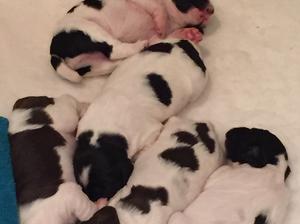 Pups 2 weeks old