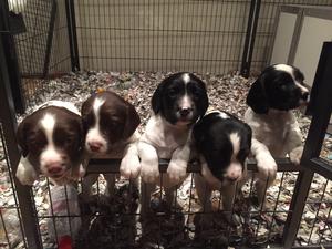 Puppies 5 1/2 weeks old