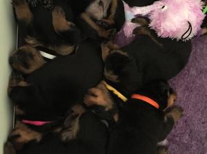 Puppies 3 weeks old