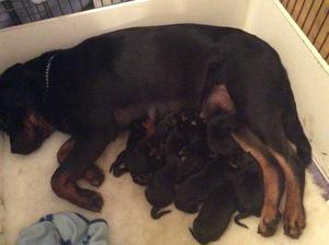 Puppies day 1