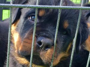 Male pup 6 1/2 weeks