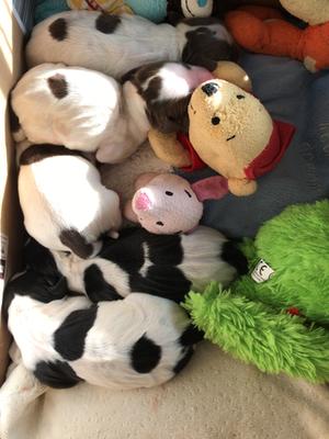 Puppies 1 day old
