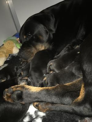 'Jazz' and puppies day 7