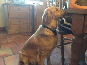 Darcey in the kitchen