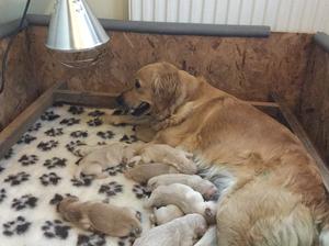 Darcey with her puppies