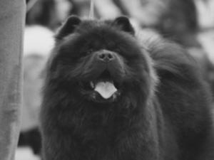 chow chow liverpool