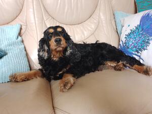My beautiful Hugo.