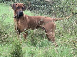 Chaser Joker Jumanne Of Okameeli INP DNK - sire