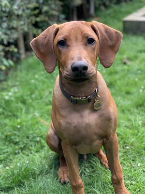 Available puppy