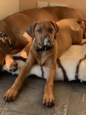 10 weeks