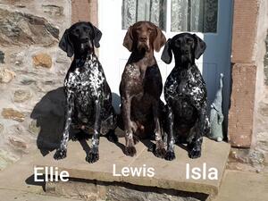 Dam(Ellie), Sire(Lewis), Grandma(Isla)
