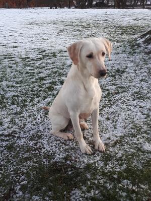 Almondglen Orlaith (Dam)
