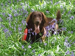 Ruby (Kahoku Blu Belle) in the blue bells