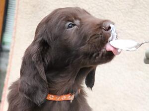 Herbie at 6 weeks