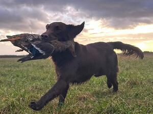 Heath in full flight
