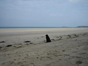 Molly deep in thought