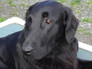 Bridget head