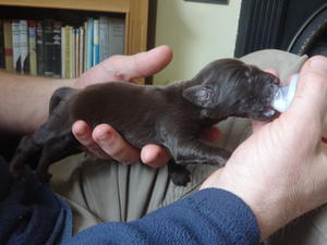 Moby 5 day old pup