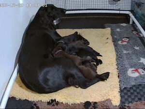 Gina with her pups