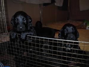 At 5 weeks old