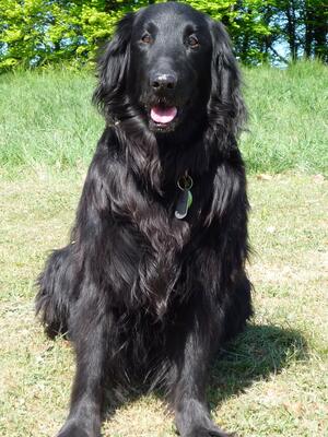 Molly age 12