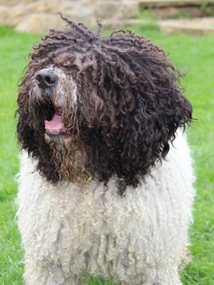 Father of the pups Paco