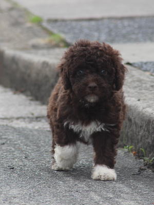 Brown girl short tail