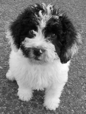 White and black boy 8 weeks