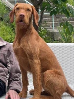 Full sibling from April 2022 litter