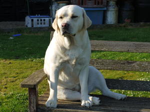 Babette at two and a half years