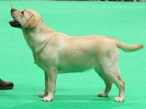 Lizzie 3rd Minor Puppy Bitch Crufts 2018