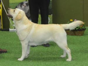 Ruby winning her first CC and BIS at 23 months old