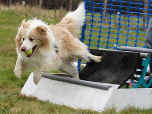At Flyball training