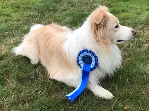 At Paws In The Park 2017 - 2nd in showing