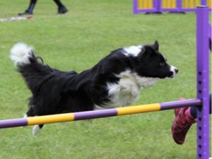 Agility