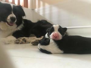 Mum and Babies