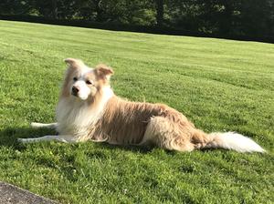 Sire: Skybound Clear For Take Off (Rusty)