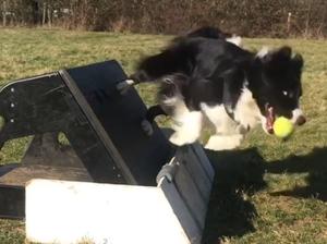 Flyball Training