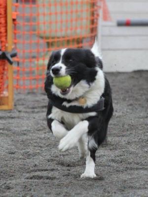 Destiny At Flyball Practice