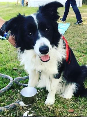 Best Puppy In Show
