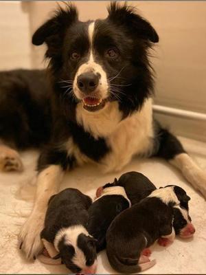 Mum and Babies